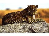 Leopards were known to Israelites, but they were not common.